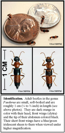 220px-Paederus_rove_beetles,_showing_size